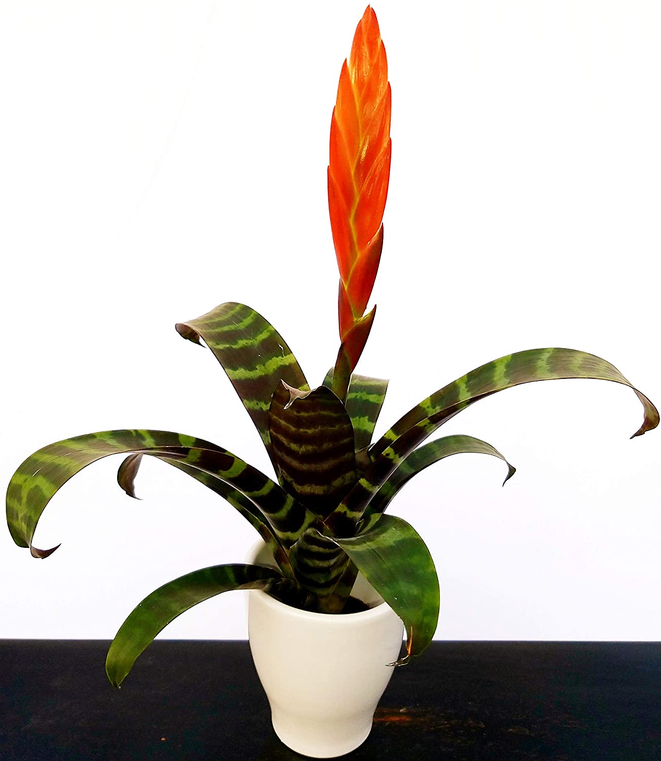 flores de interior 6