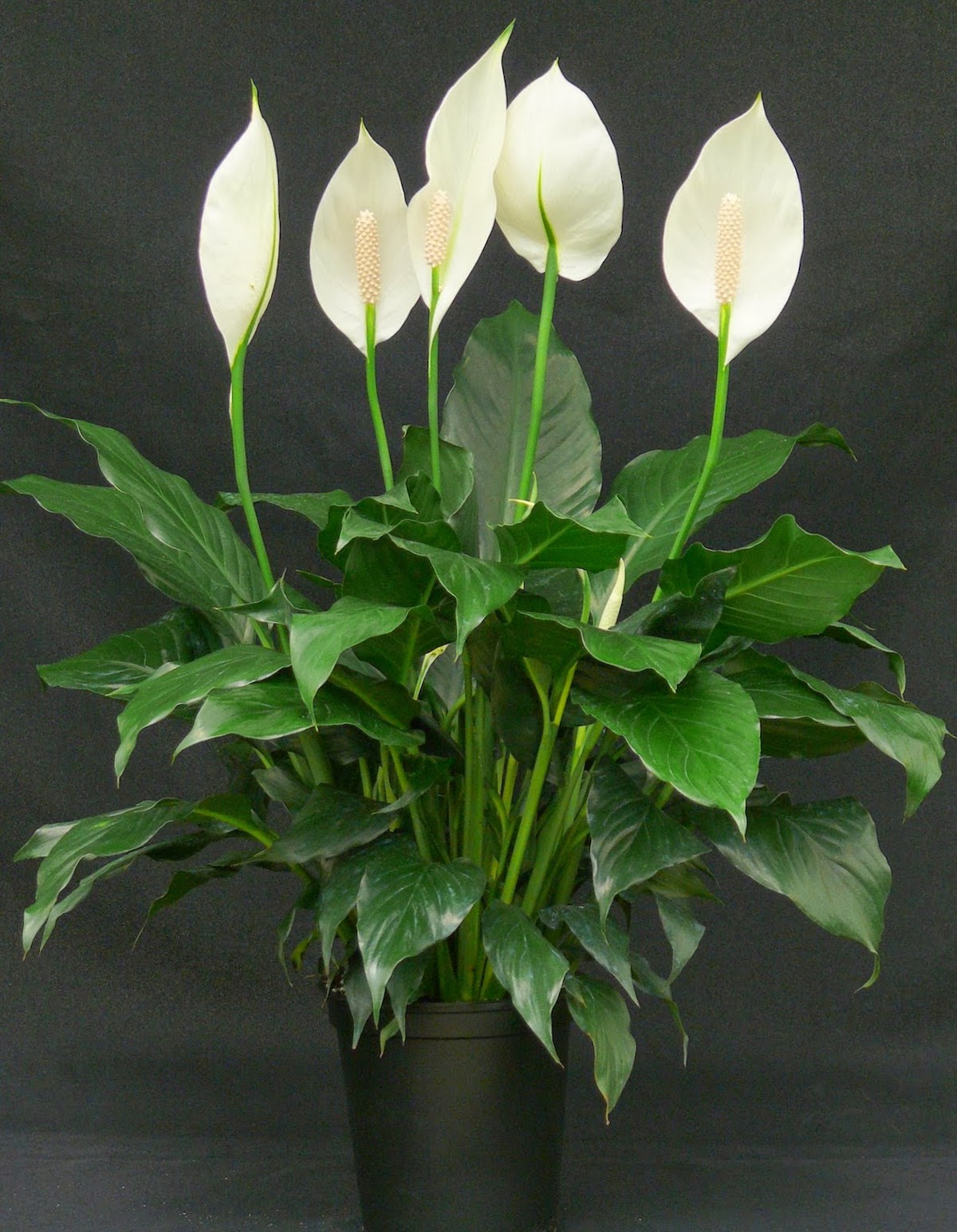 flores de interior 7