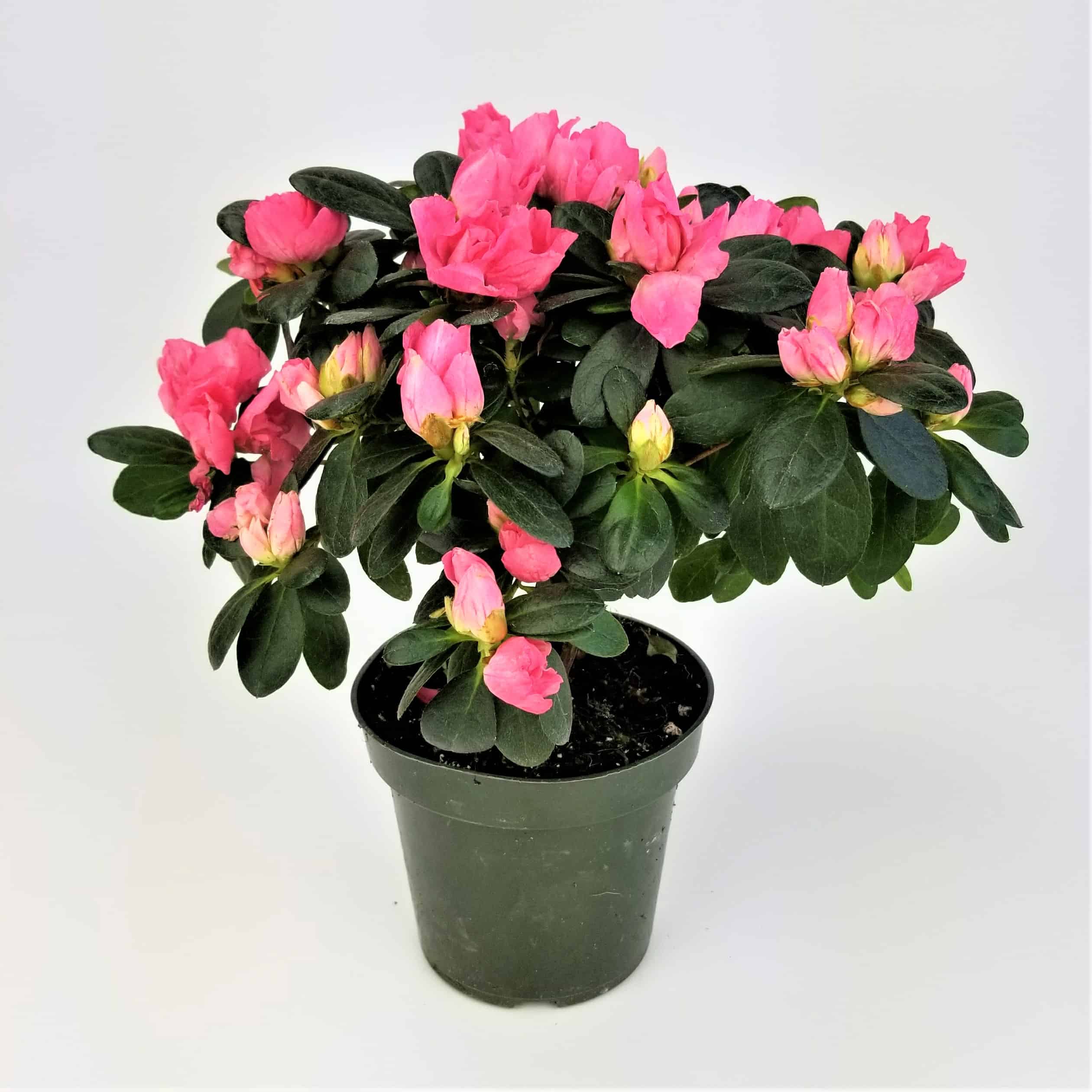 flores de interior 9