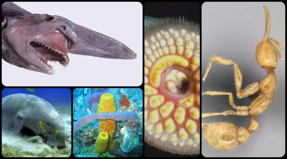 Nombres de animales raros, únicos y fascinantes [Especies y ejemplos]