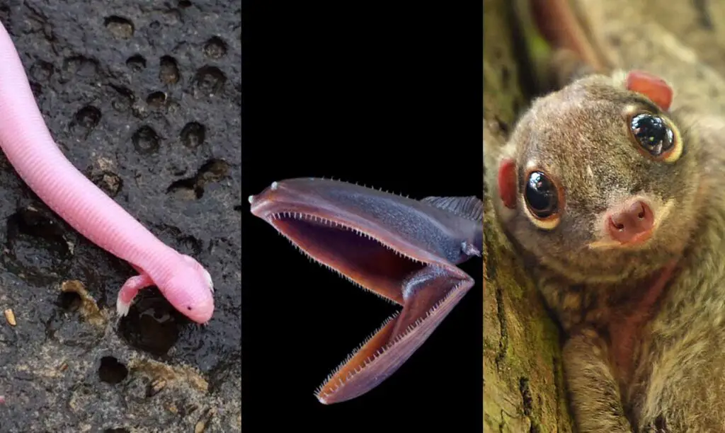 Nombres de animales raros, únicos y fascinantes [Especies y ejemplos]