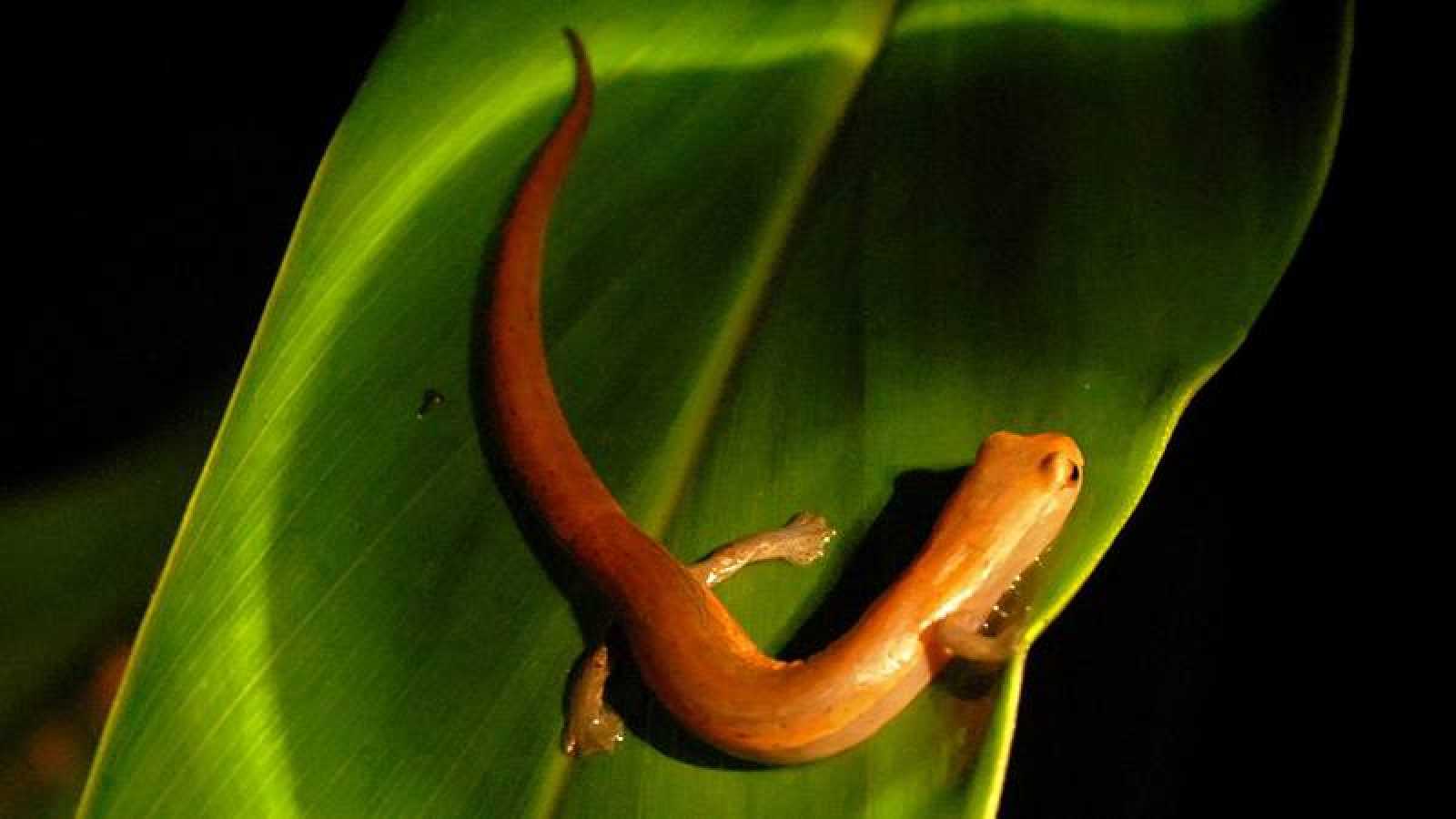 nombres de anfibios 11