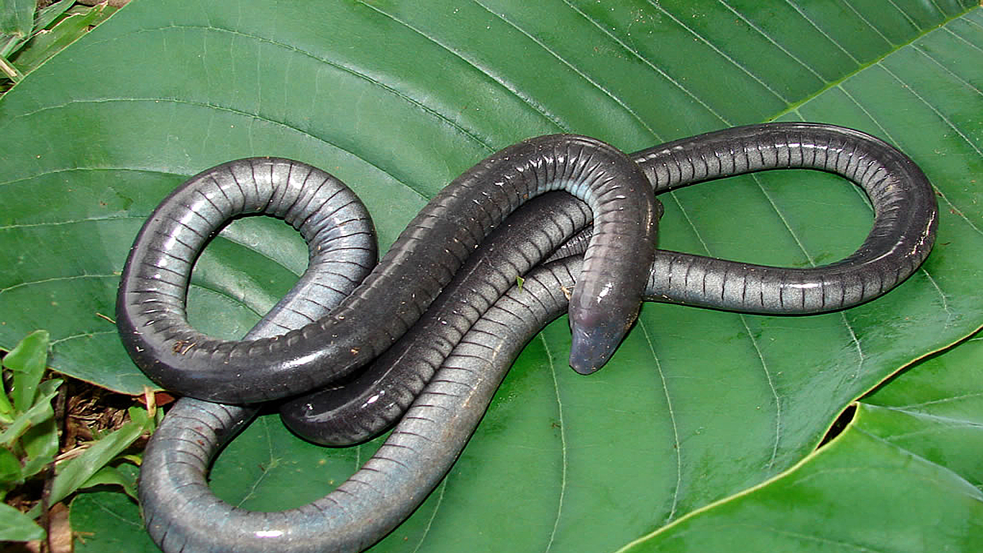 nombres de anfibios 3