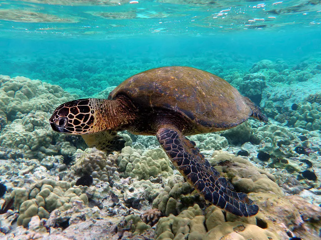 nombres de animales acuáticos 4