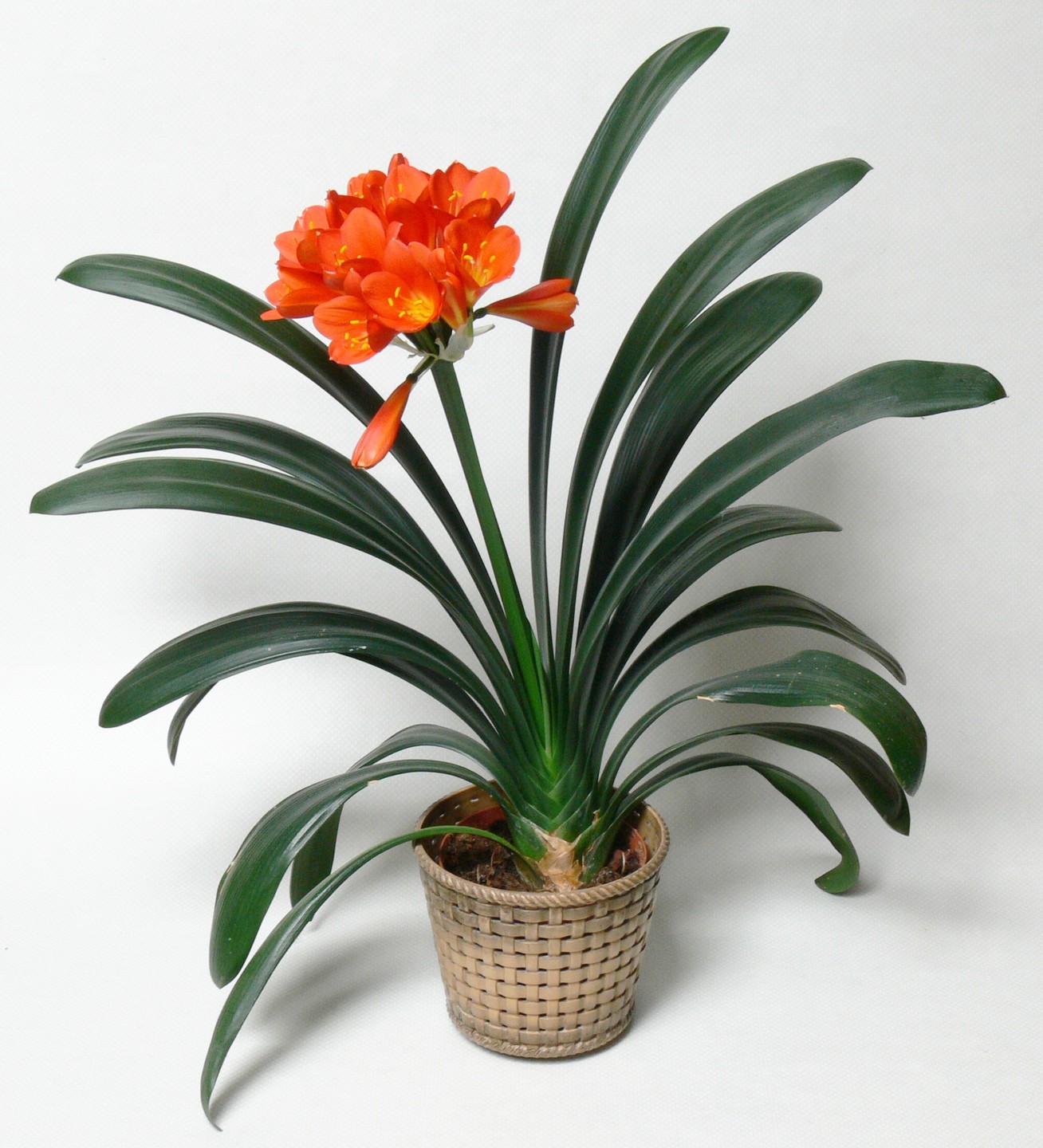 nombres de plantas de interior hojas grandes 1