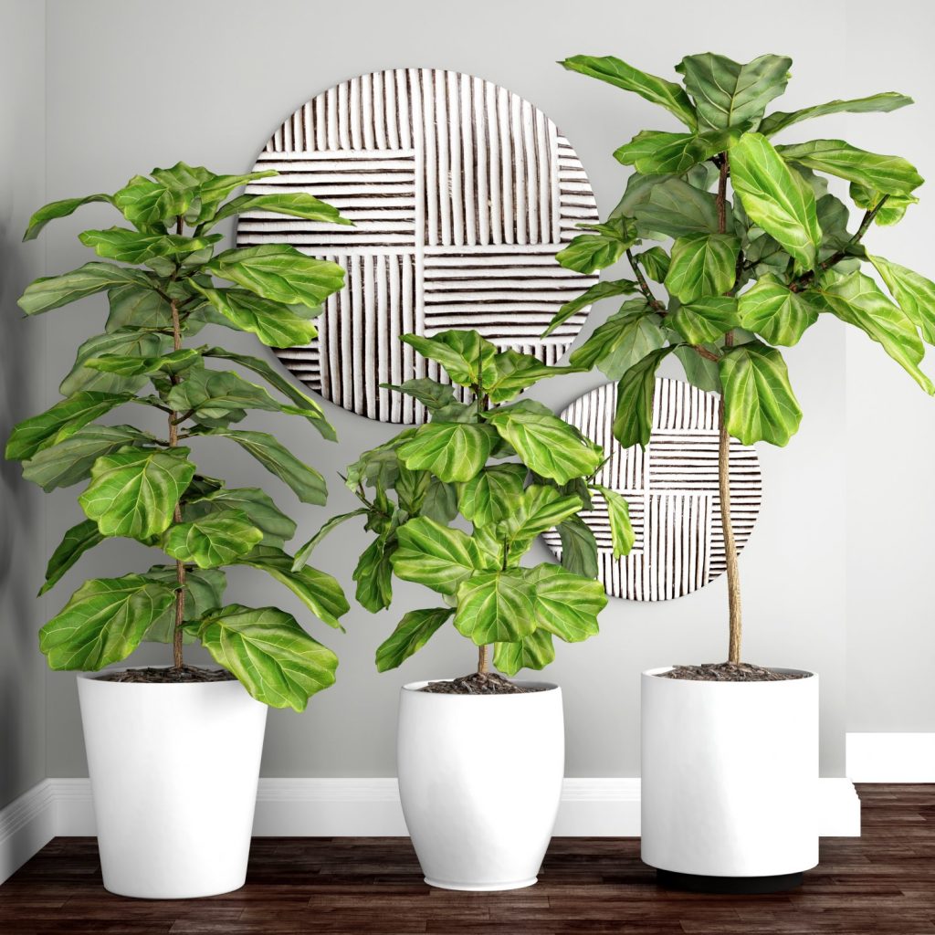 nombres de plantas de interior hojas grandes 16