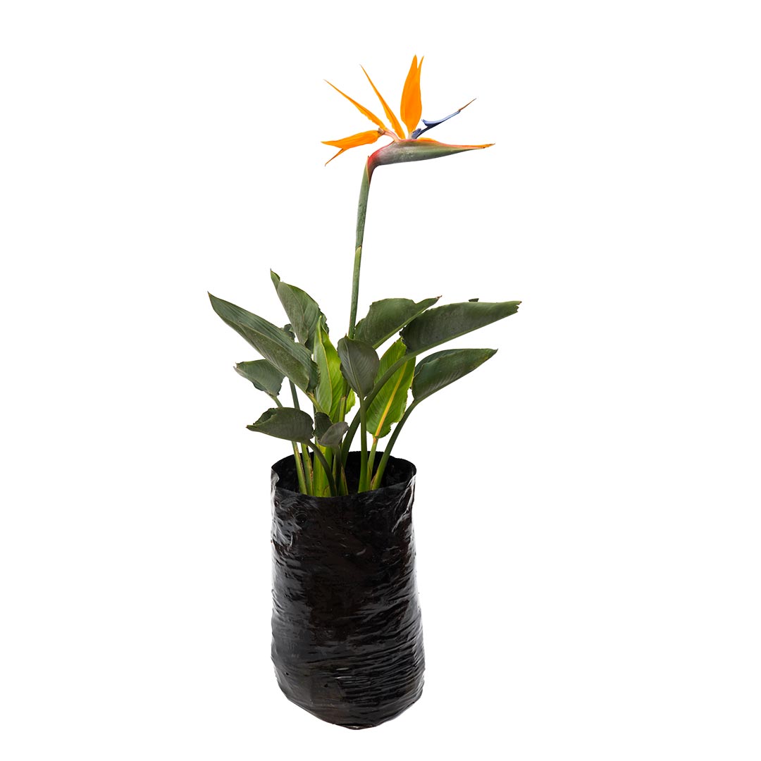 nombres de plantas de interior hojas grandes 17