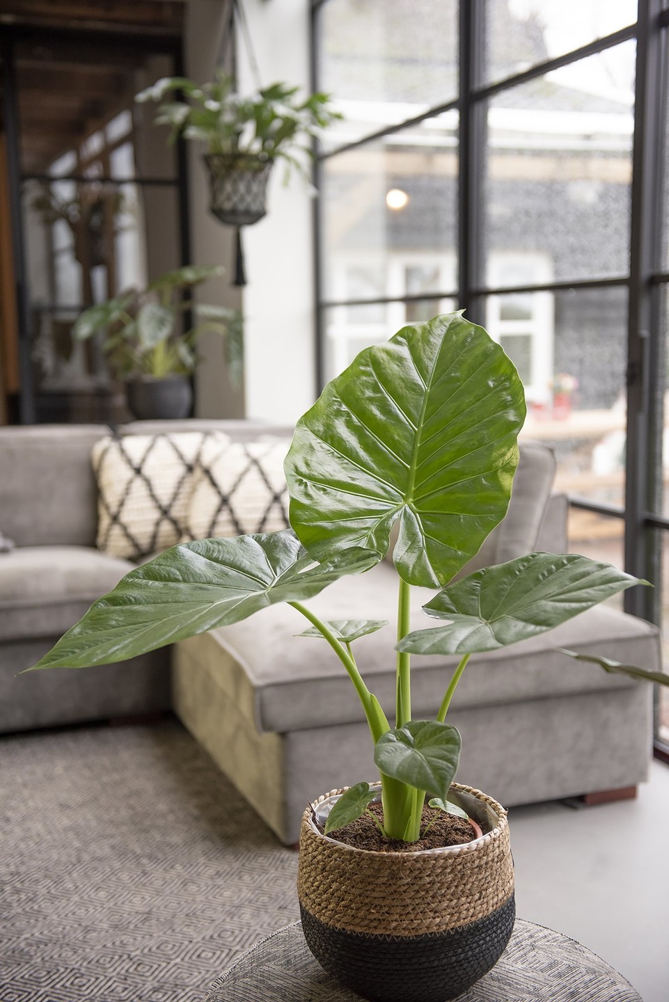 nombres de plantas de interior hojas grandes 3