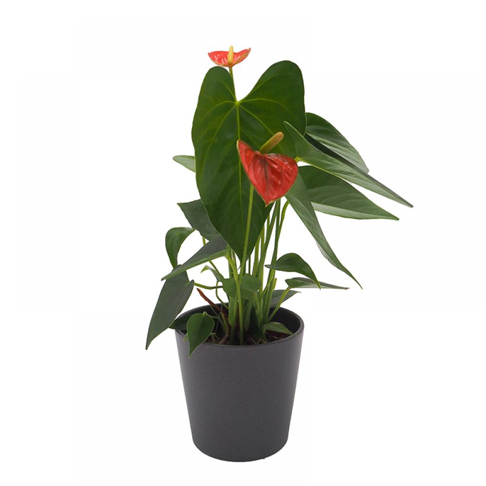nombres de plantas de interior hojas grandes 4