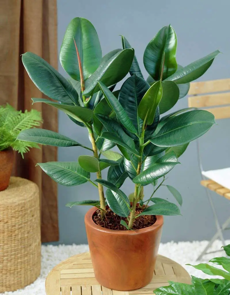 nombres de plantas de interior hojas grandes 8