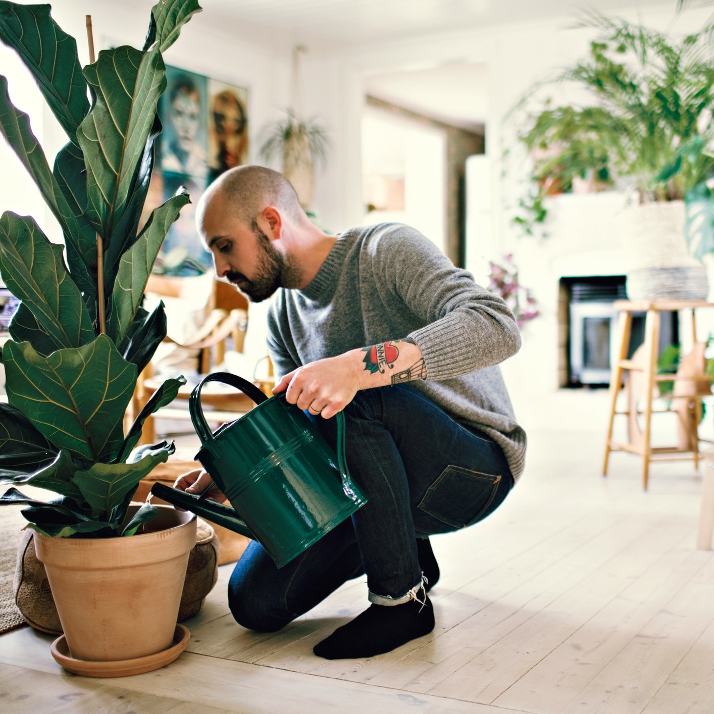 nombres de plantas de interior hojas grandes fg2
