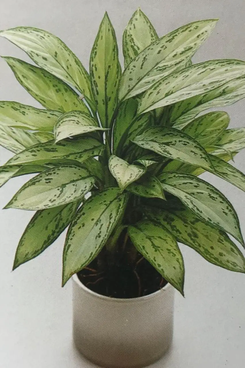 planta aglaonema 1