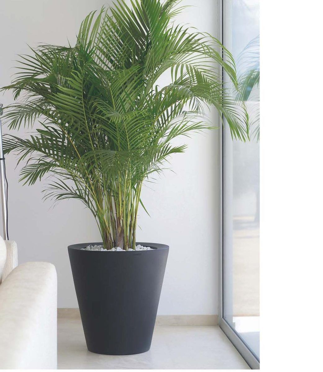 plantas arecas 10