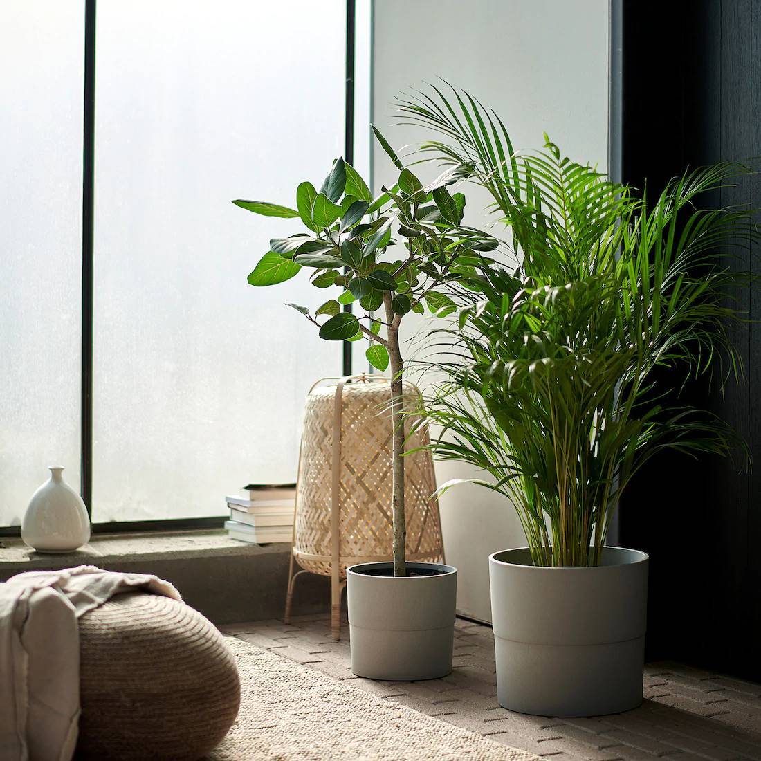 plantas arecas 11
