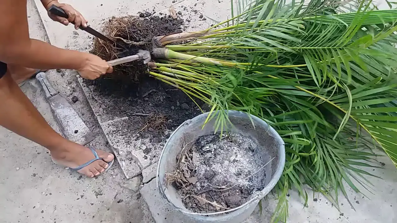plantas arecas 13