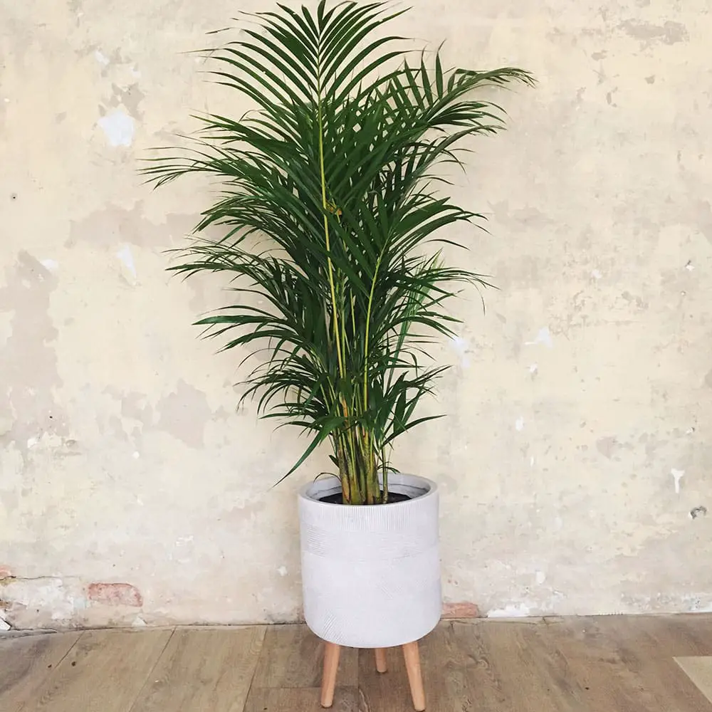 plantas arecas 15