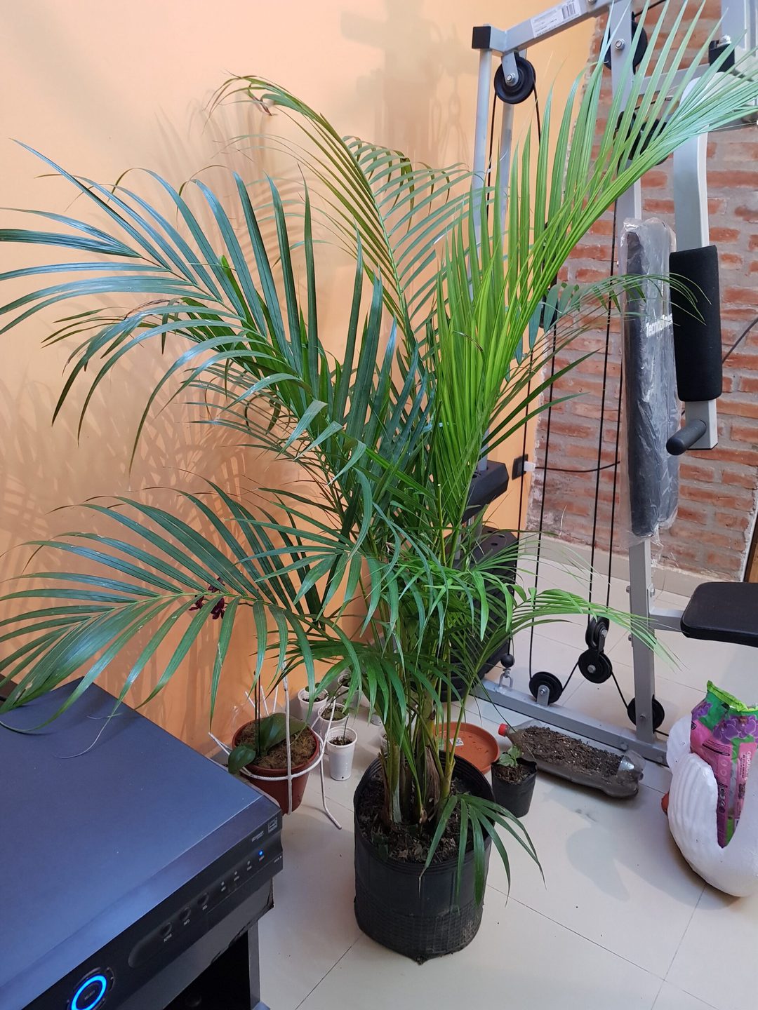 plantas arecas 16