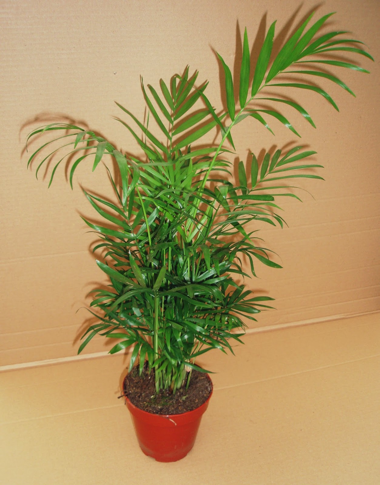 plantas arecas 17