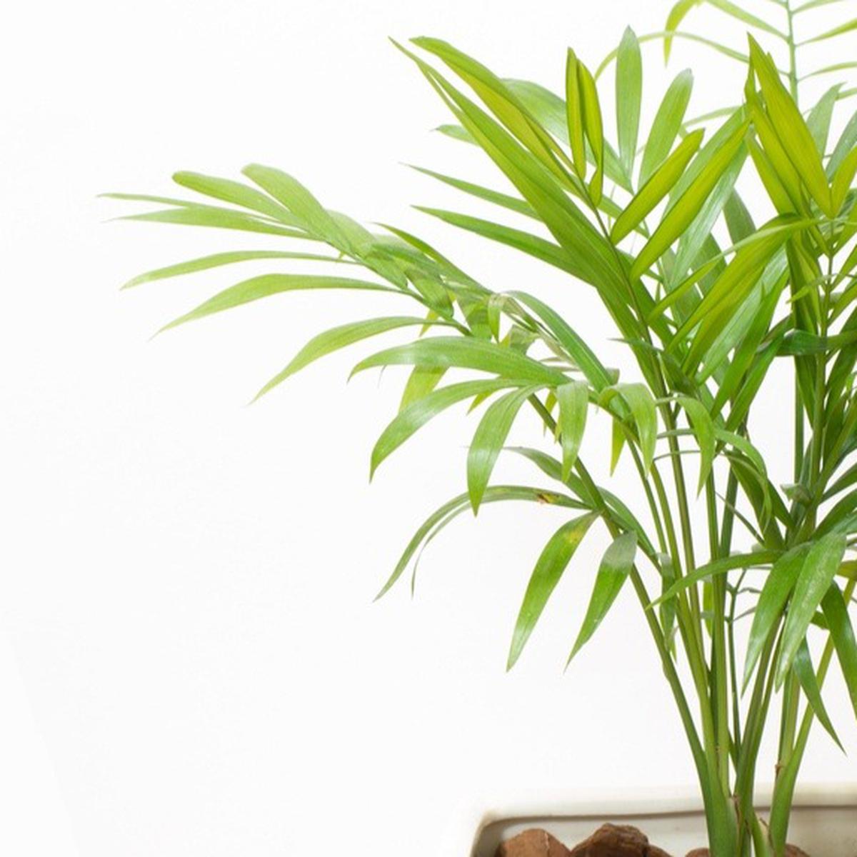 plantas arecas 18