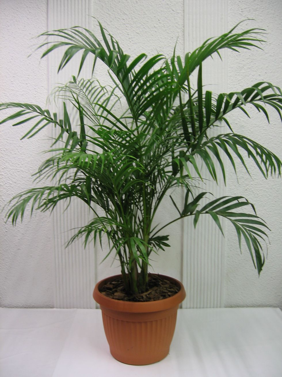 plantas arecas 2