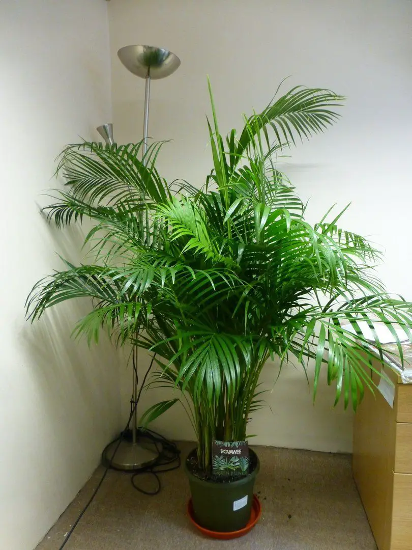plantas arecas 3
