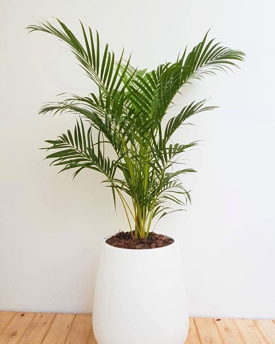 plantas arecas 4