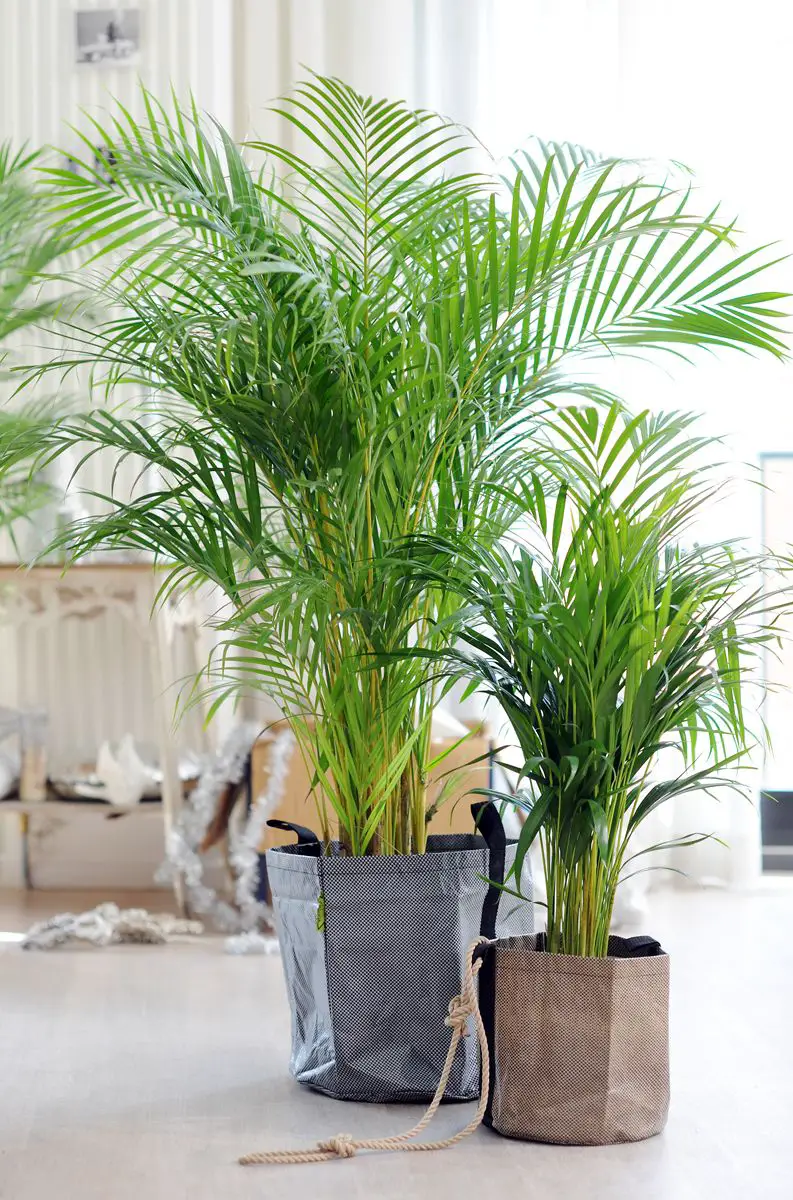 plantas arecas 5