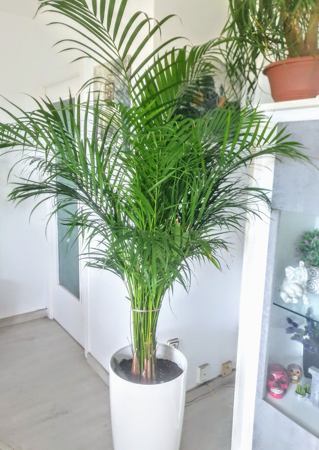 plantas arecas 7