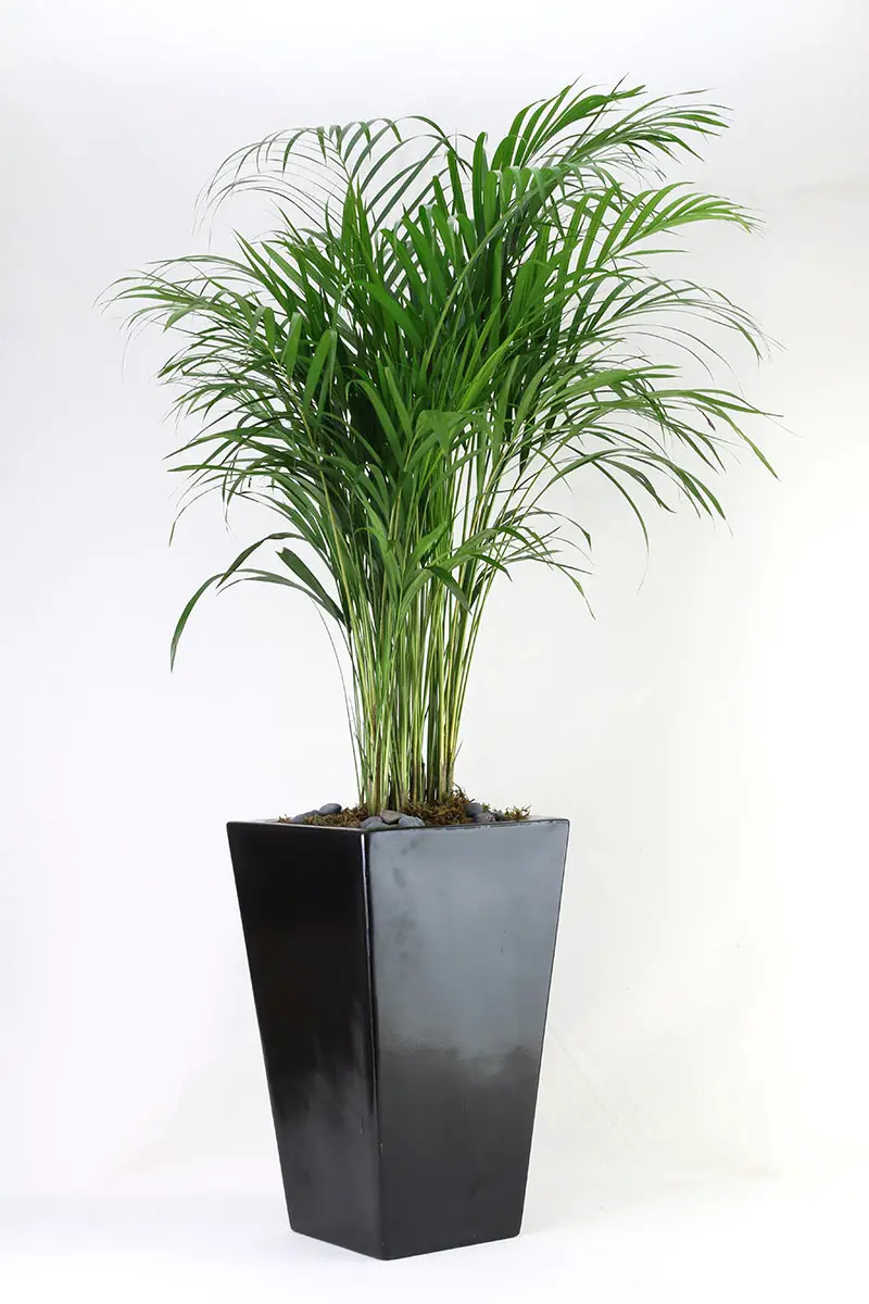 plantas arecas 9