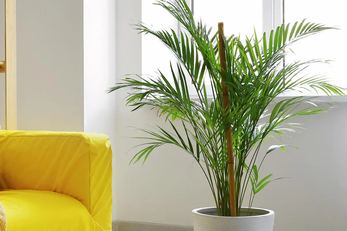plantas arecas fg