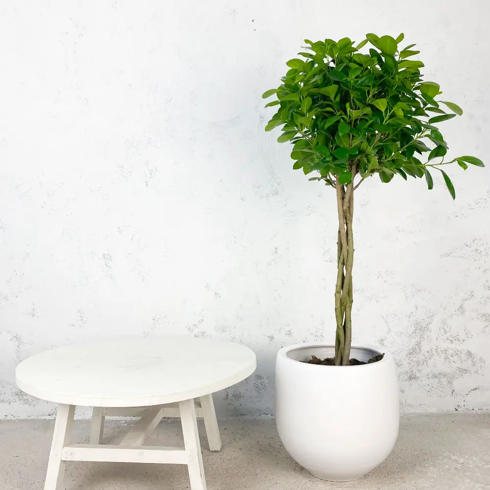 plantas de hoja verde 1