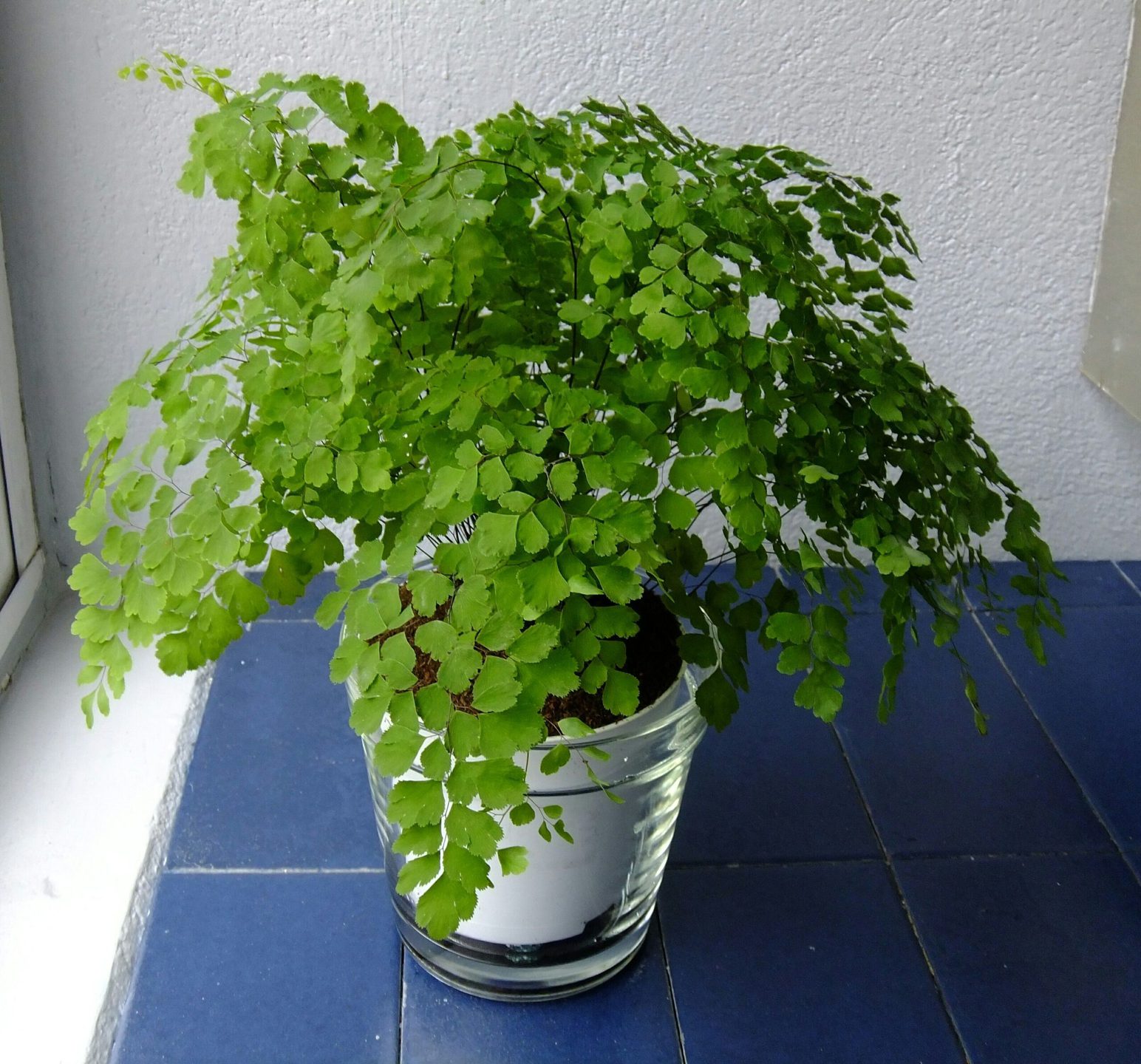 plantas de hoja verde 10