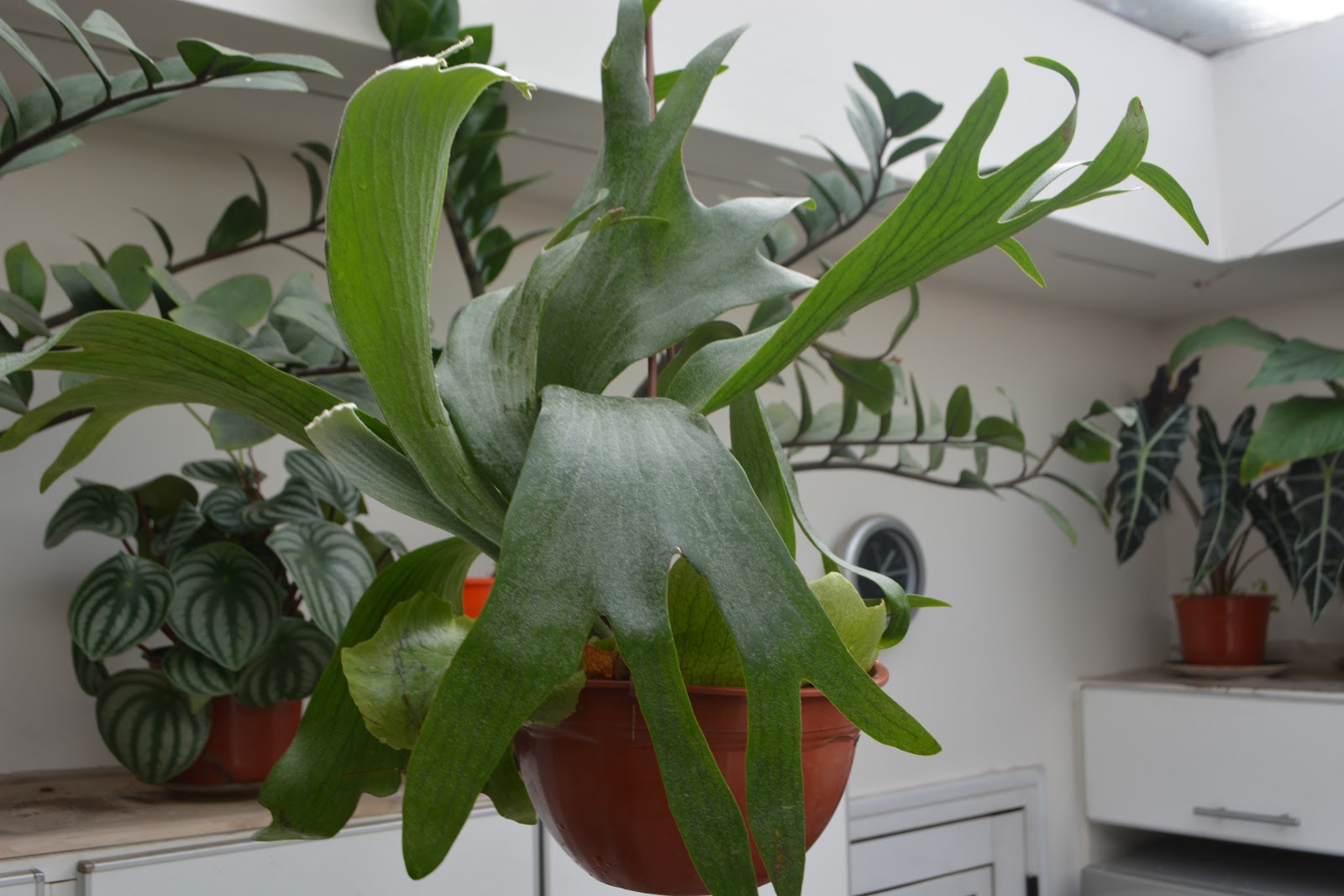 plantas de hoja verde 11