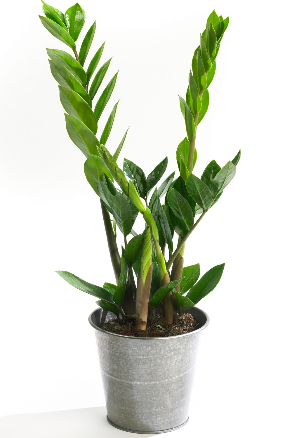 plantas de hoja verde 14