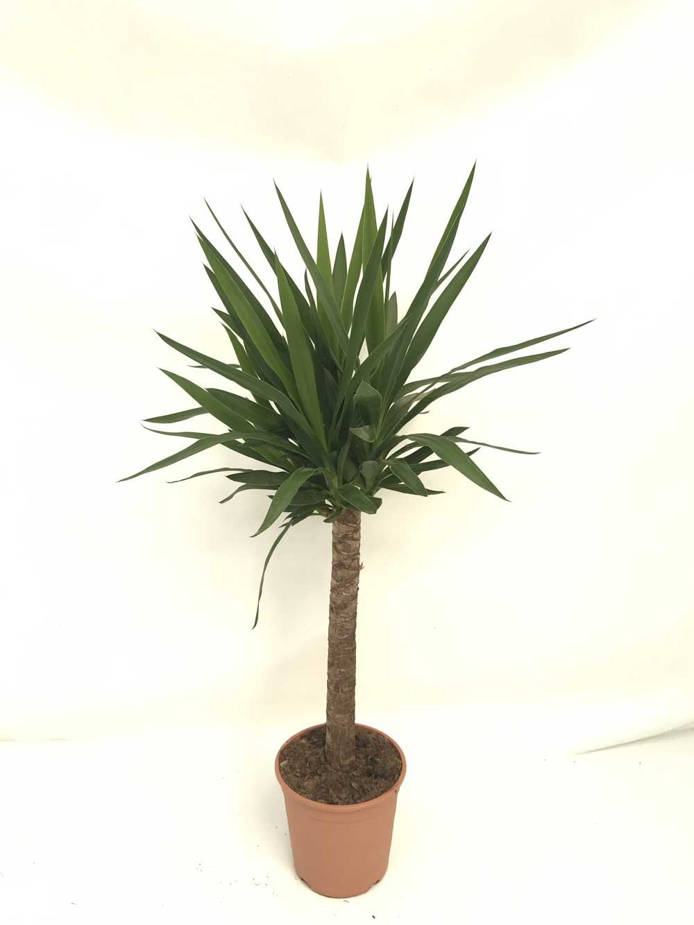 plantas de hoja verde 19