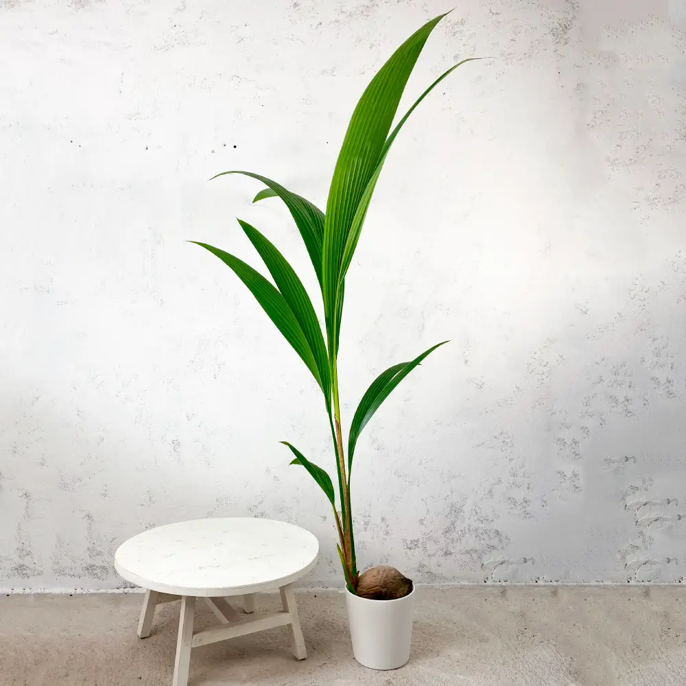 plantas de hoja verde 2
