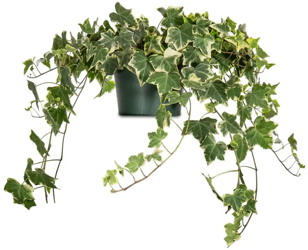 plantas de hoja verde 20