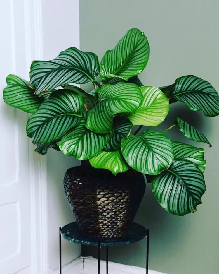 plantas de hoja verde 4