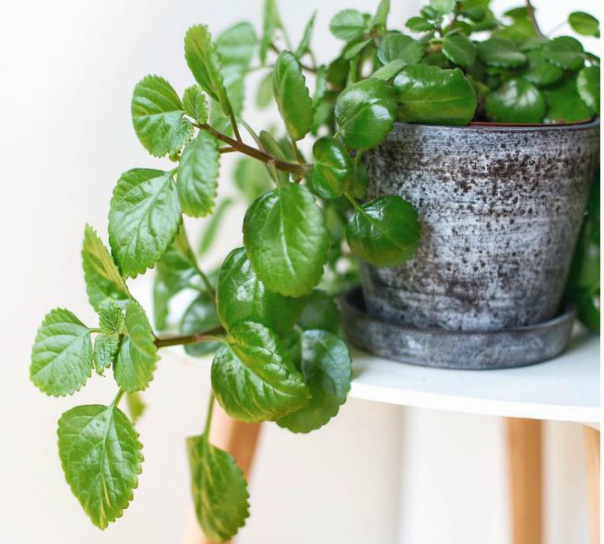 plantas de hoja verde 5
