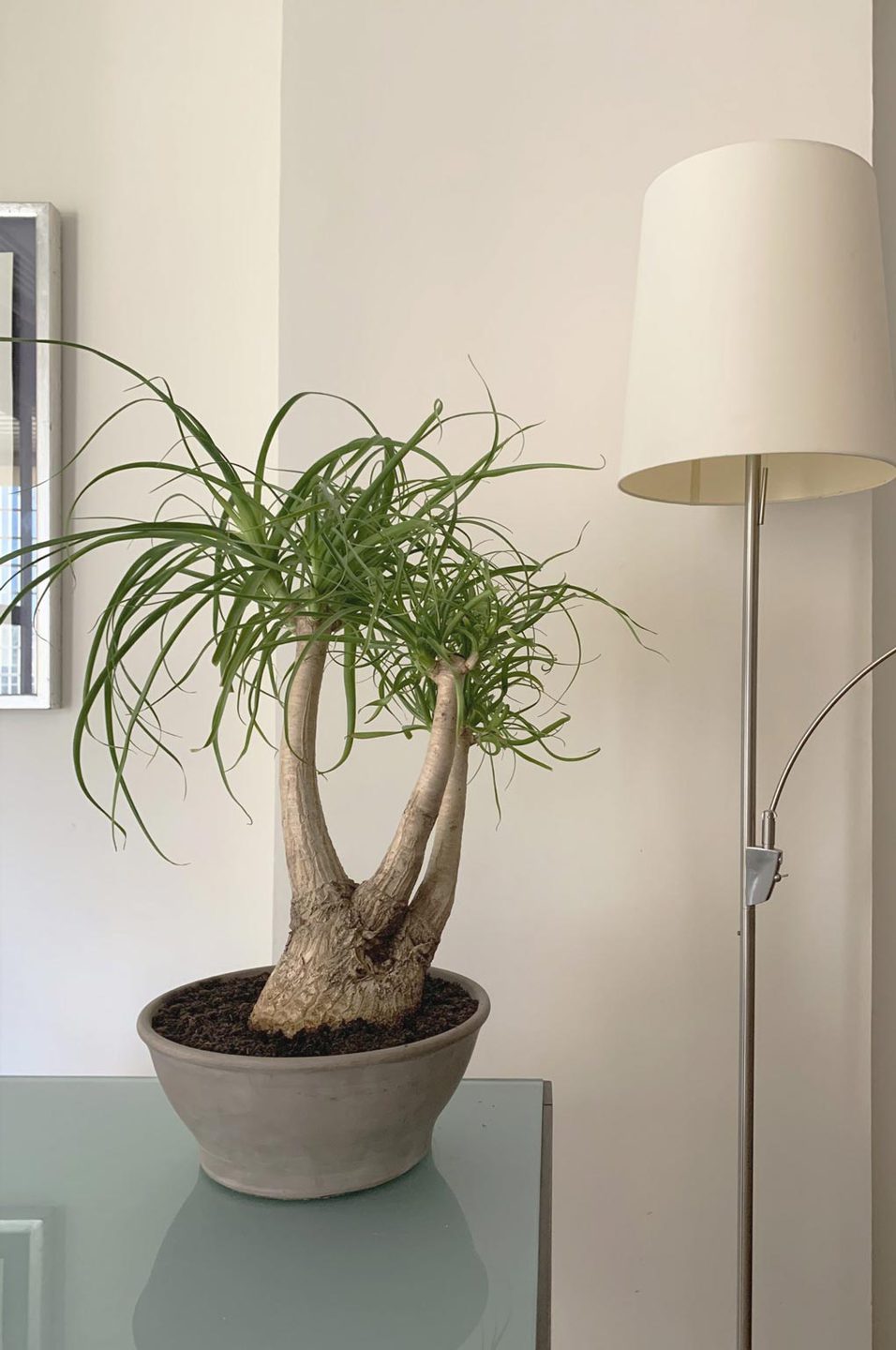 plantas de hoja verde 6