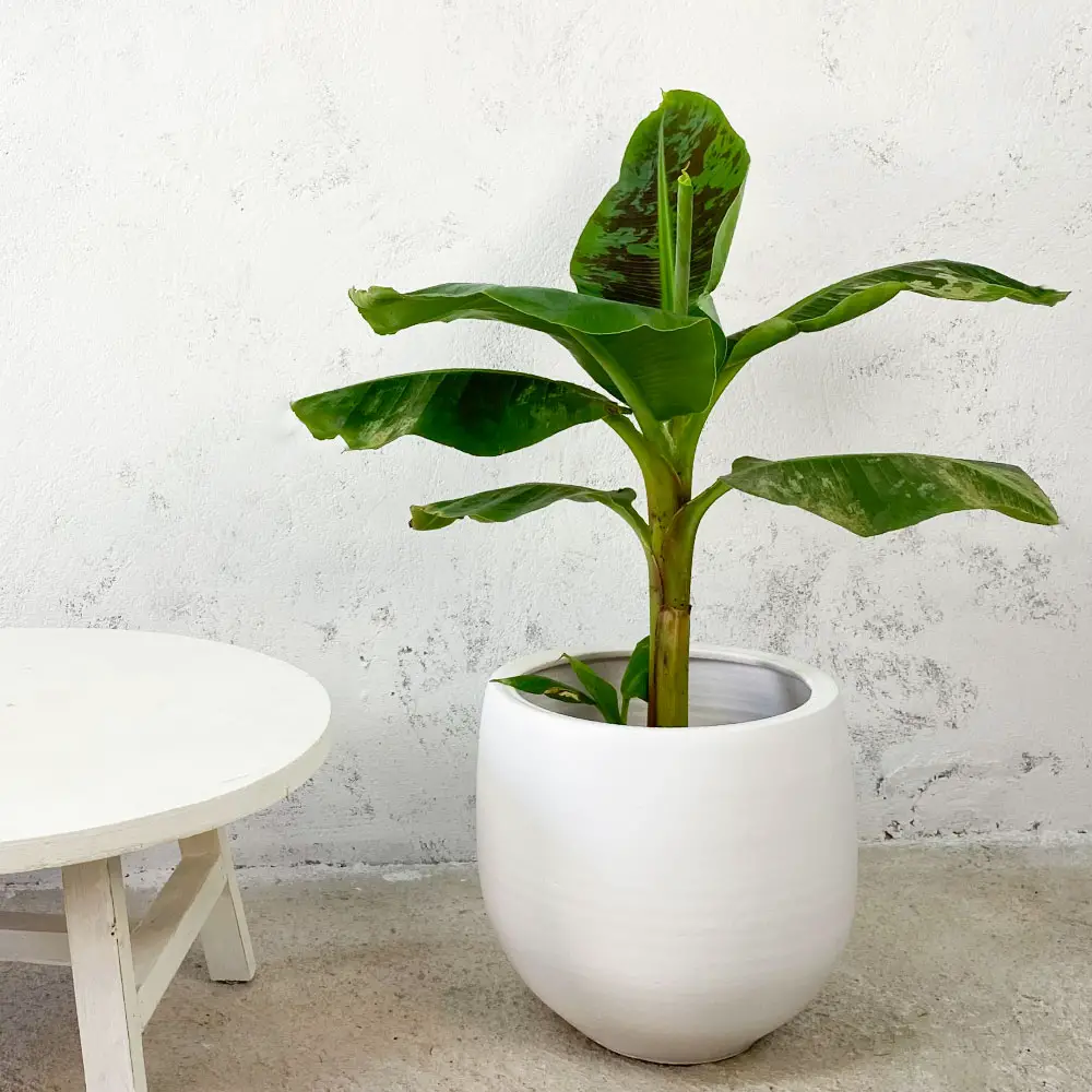plantas de hoja verde 7