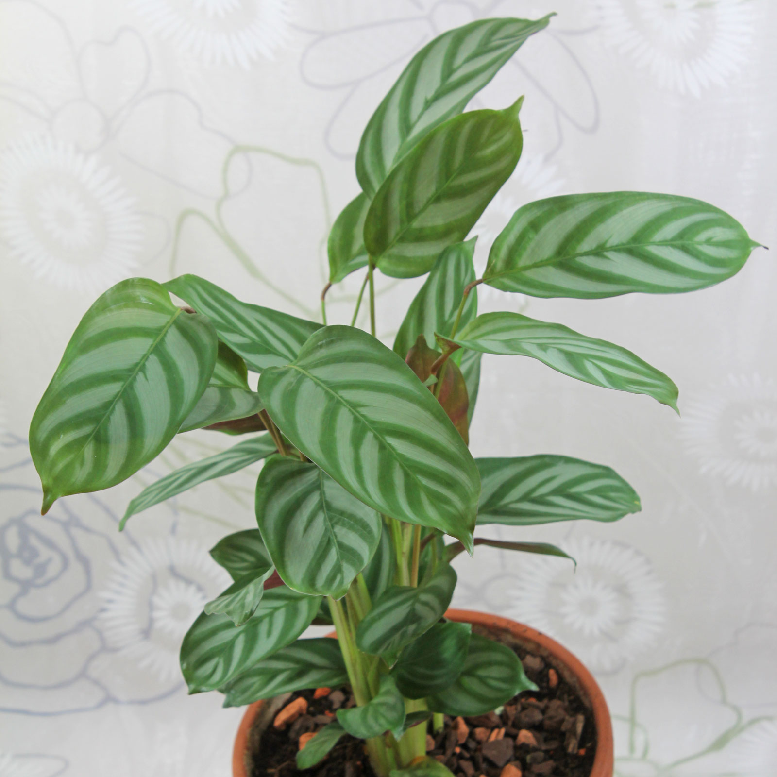 plantas de hoja verde 9