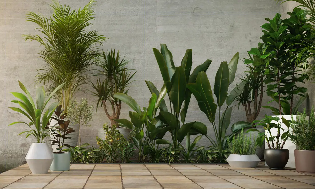 plantas de hoja verde fg2
