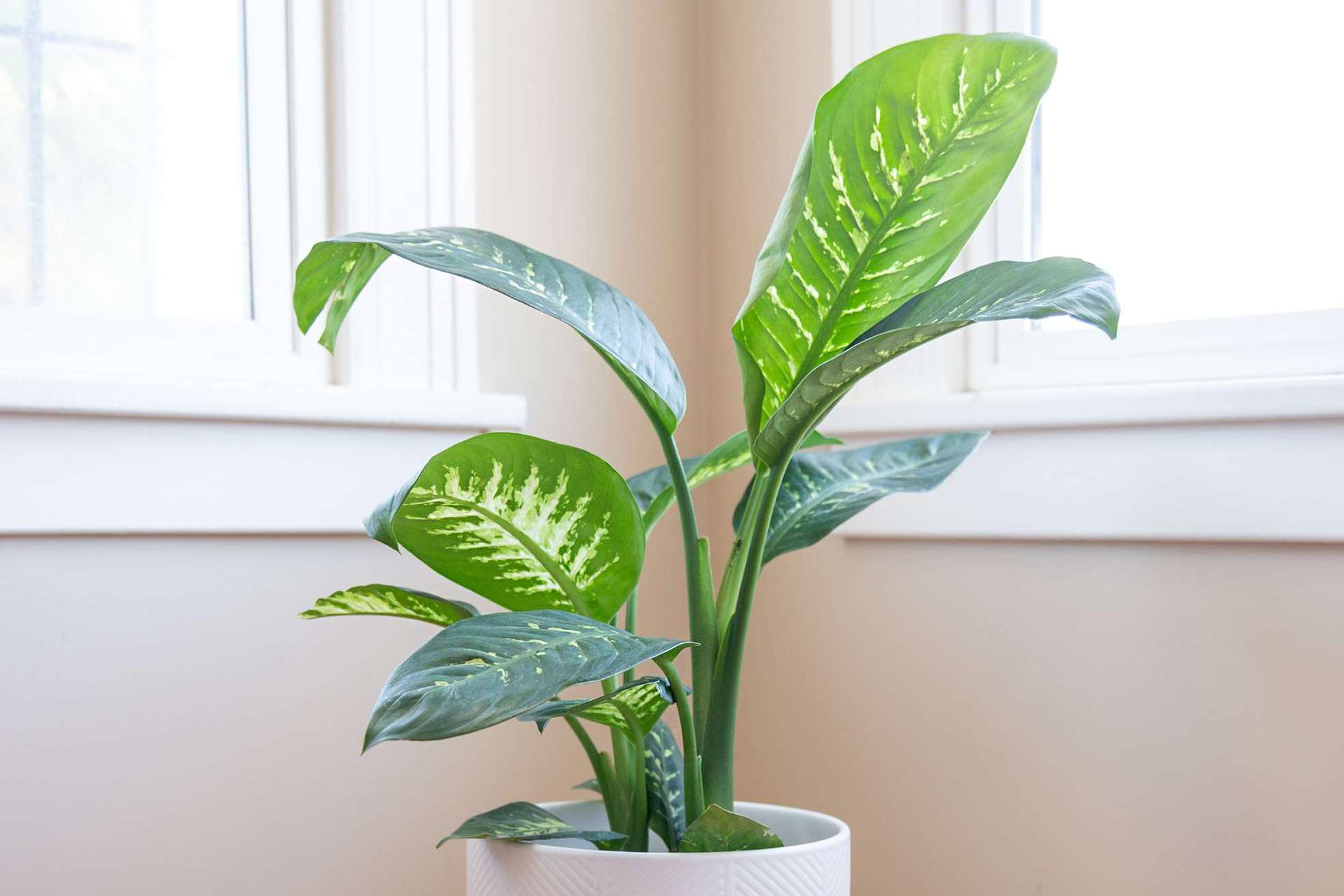 plantas interior hoja grande 11