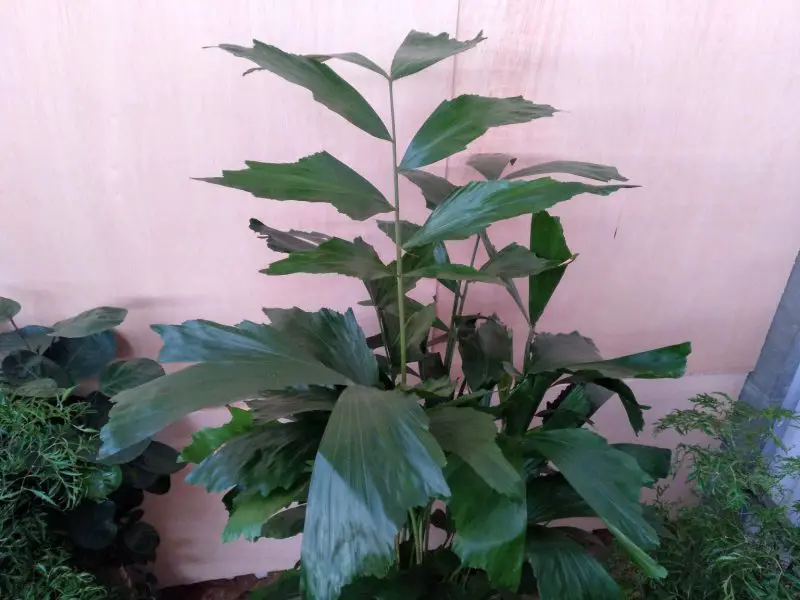 plantas interior hoja grande 15