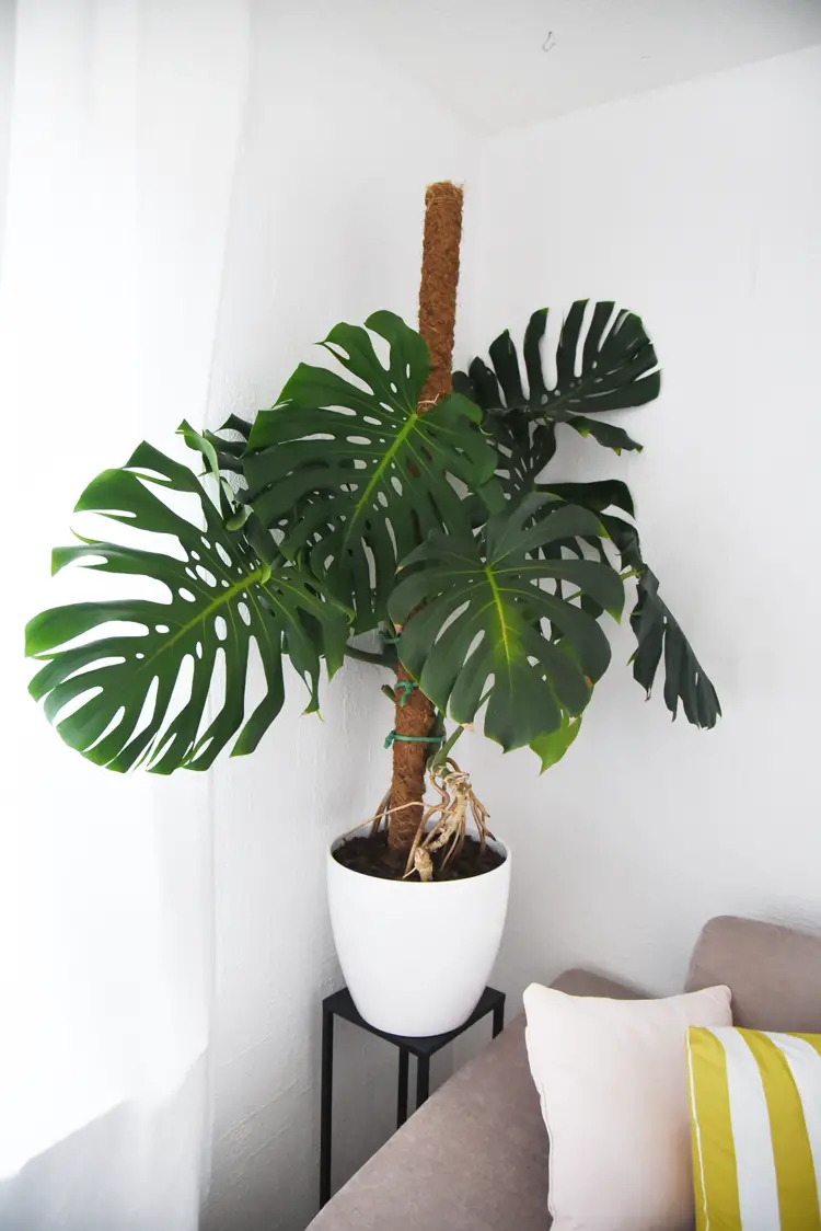 plantas interior hoja grande 16