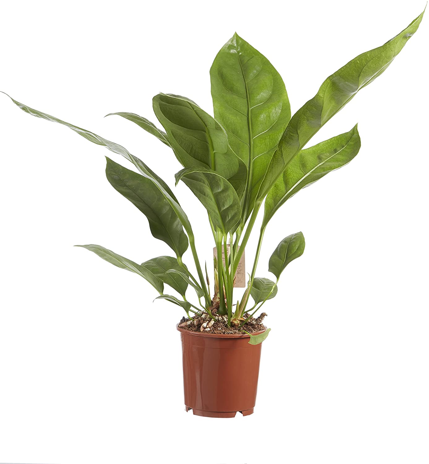 plantas interior hoja grande 17