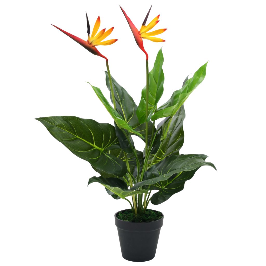 plantas interior hoja grande 19