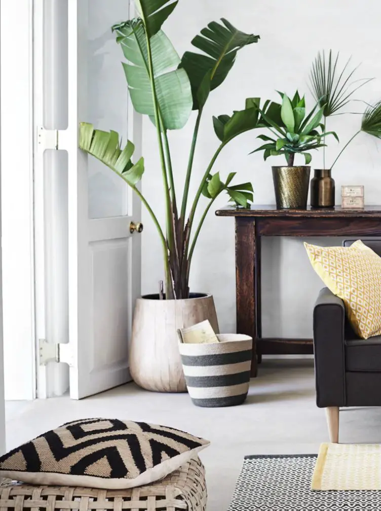 plantas interior hoja grande 20
