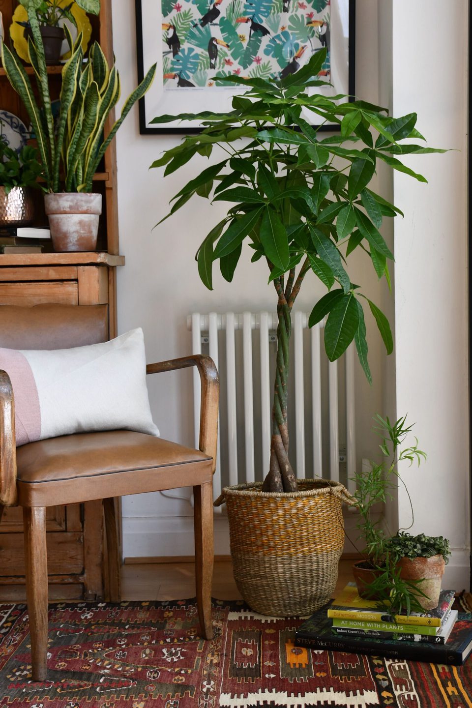 plantas interior hoja grande 4